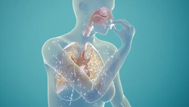 A biological illustration of neffy® (epinephrine nasal spray) reaching systemic circulation to rapidly activate target receptors